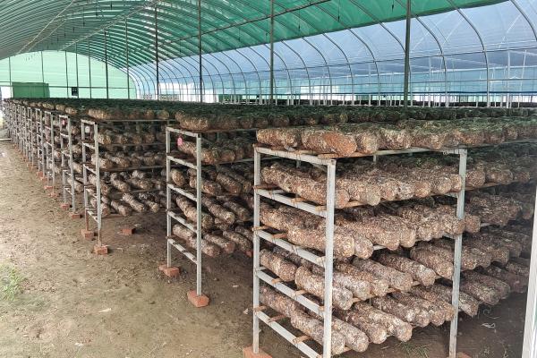 队伍参观食用菌生产基地(1).jpg